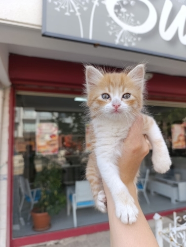 Soğuklar Başlamadan Bu Minik Yavruya Sıcak Bir Yuva Arıyoruz 🏡🐱 fotoğraf