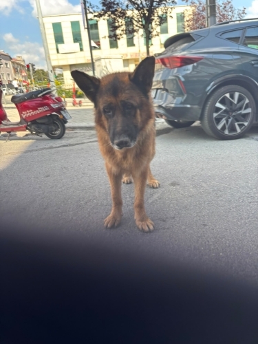 Paşa"ya Acil Yuva fotoğraf