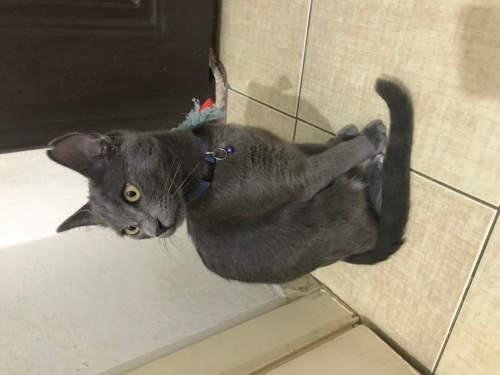 Küllü konuşan bir kedi fotoğraf