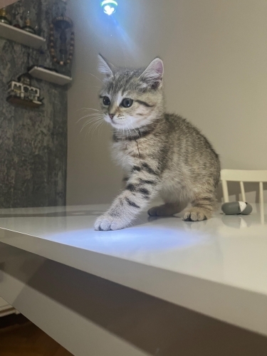 Onu kendi çocugu gibi seven olmalı güzel kuzuma fotoğraf