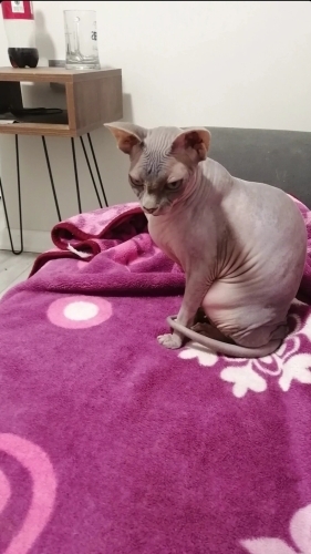 4 yaşında Kısır fotoğraf