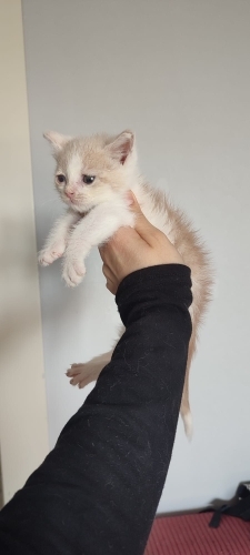 ACİL Minik Latte yuva arıyor fotoğraf