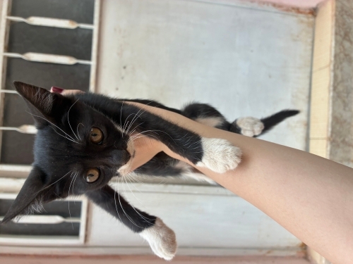 tatlı oyuncu kedi fotoğraf