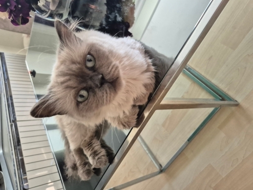 Maya'nın sana ihtiyacı var fotoğraf