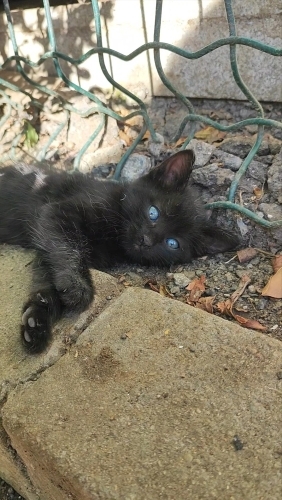 Cam gibi olan mavi gözleri ve sevecenliği 😍 fotoğraf