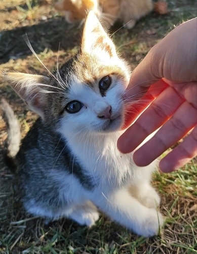 Çok duru, çok güzel bir kedi. 🥰 fotoğraf