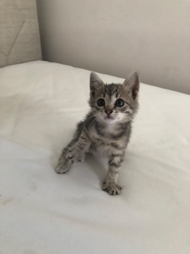 Otobüs motorunda bulundu Acil yuva fotoğraf