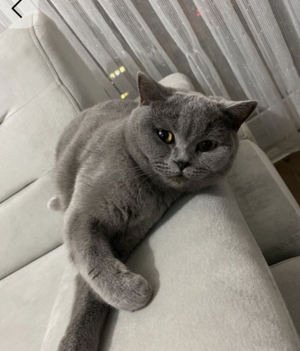 British Shorthairı,Özel nedenlerden dolayı ondan vazgeçtiler fotoğraf