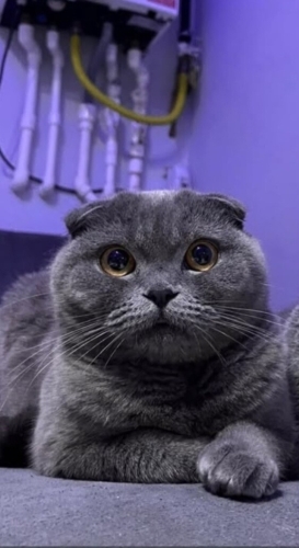 British Shorthair evden atilacak fotoğraf