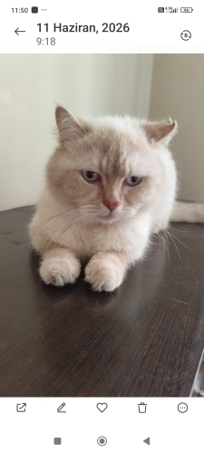Cins kedi evden atilmis coktatli 🐱 çok tatli fotoğraf