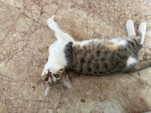 Çok akılı ve tatlı bir kedi fotoğraf