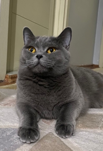 British Shorthair fotoğraf