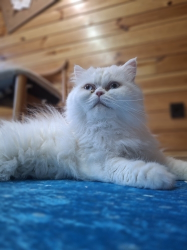 Gizem, 1 yaşında kısır İran kedisi fotoğraf