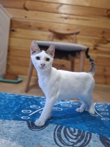 Kar, 6 aylık erkek Kısır fotoğraf
