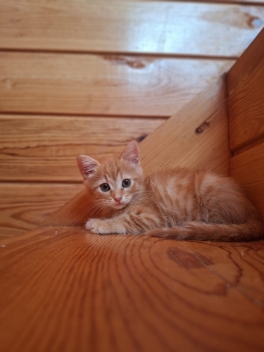 Karamel, 2 aylık dişi sevecen fotoğraf