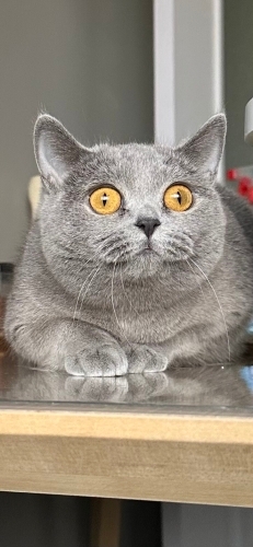 Kızımıza yuva arıyoruz fotoğraf