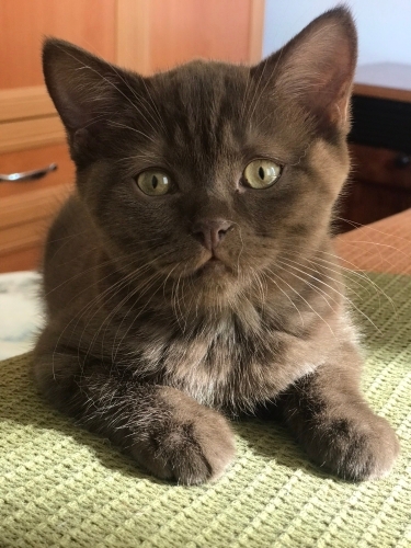 Oyuncu, cana yakın fotoğraf