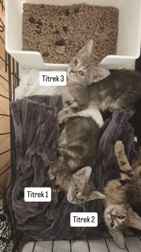 Üç engelli kardeş yuva arıyor fotoğraf