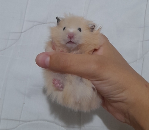 Safkan teddyler !açıklama! fotoğraf