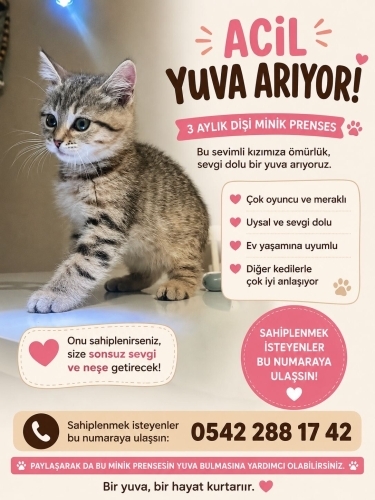 Kalıcı kendi çocuğu gibi bakabilecek acil yuva arıyorum fotoğraf
