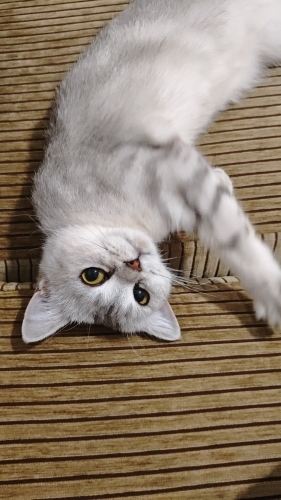 British Shorthair Yeni Yuvasını Arıyor fotoğraf