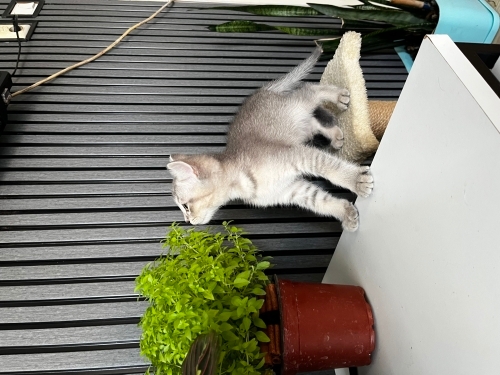 British shorthair fotoğraf