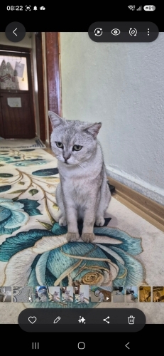 SOKAĞA TERKEDILMIŞ ÖMÜRLÜK AILESI OLURMUSUNUZ fotoğraf