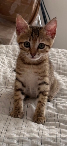 🐾 YUVA ARIYOR 🐾 fotoğraf