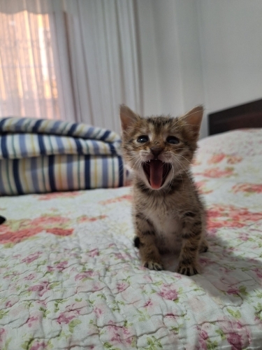 Güvenli, sevgi dolu ve onun ihtiyaçlarını karşılayabilecek bir aile. fotoğraf