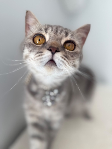 AÇIKLAMAYI OKUYUNUZ LÜTFEN fotoğraf