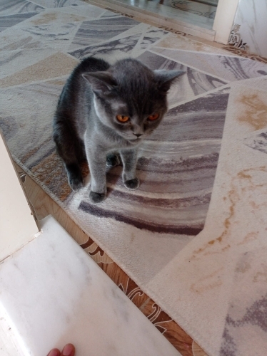 Kehribar gözlü uysal minik fotoğraf