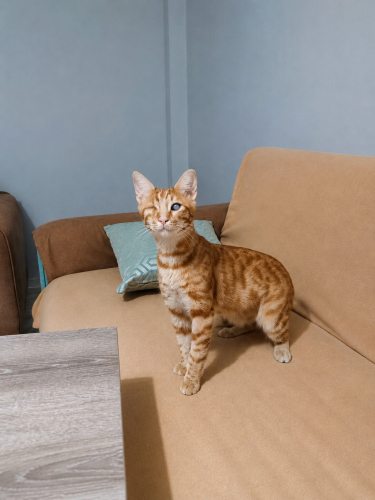 ENGELLİ CANLARA ÖNCELİK fotoğraf