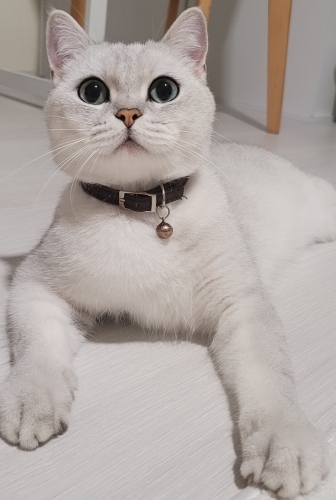 Kısır Erkek kedi fotoğraf