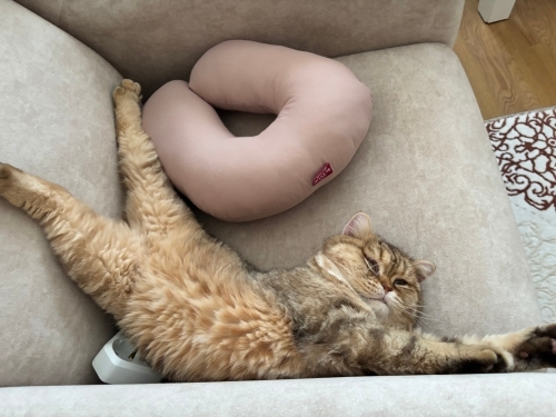 Sorumluluk Sahibi Yuvasını Arayan British Shorthair Oğlumuz (Kısırlaştırılmış) fotoğraf