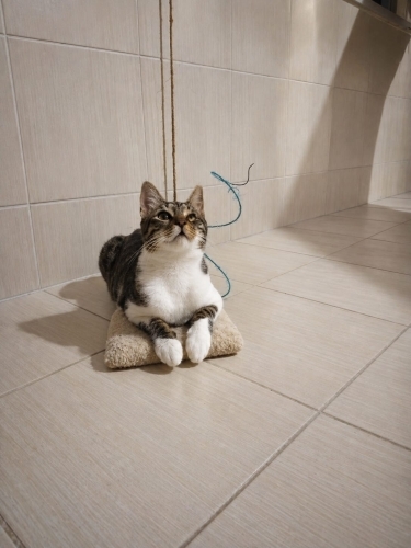 ENGELLİ CANLARA ÖNCELİK fotoğraf