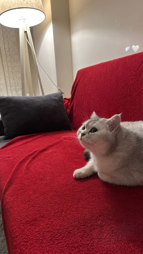 5 yaş dişi kısır kedi fotoğraf