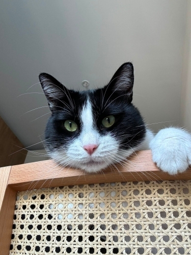 SMOKİN KEDİME ÇOK ACİL YUVA fotoğraf