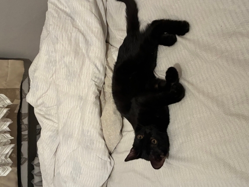Bombay Erkek Yavru Kedi fotoğraf