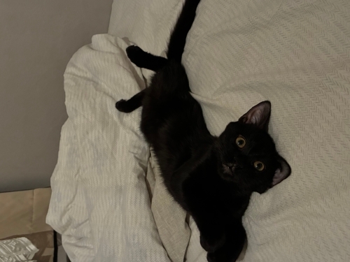 Bombay Erkek Yavru Kedi fotoğraf