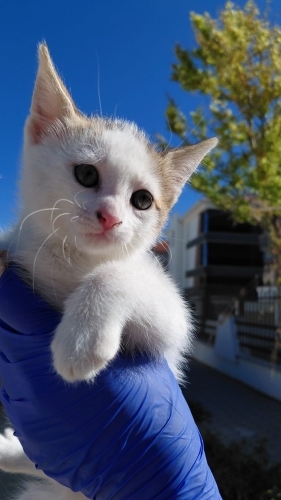🐾ÇOK ACİL.. 8 YAVRUDAN GERİYE SADECE O KALDI YUVASI OLUR MUSUNUZ?🤍 fotoğraf