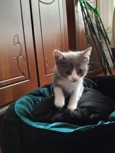 Yuvalarını Arayan 4 Tatlı Yavru 🐾 fotoğraf