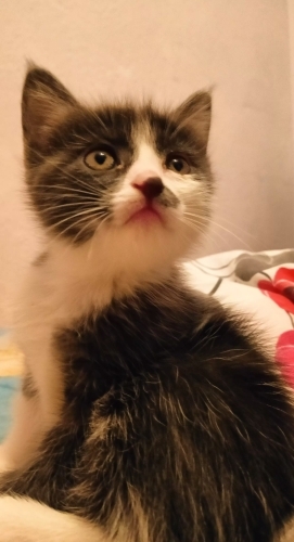 melez gri beyaz kedi fotoğraf