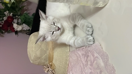 Acil sahiplendirme! Milo 3 aylık erkek kedi fotoğraf