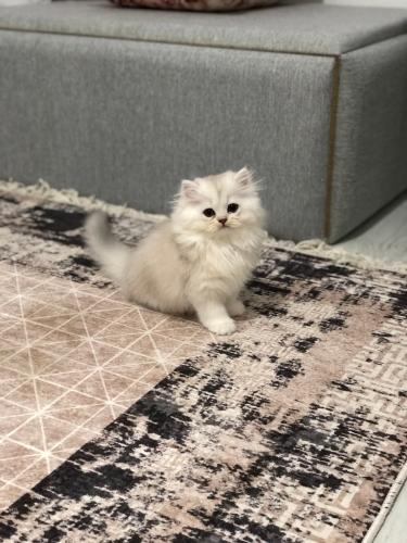 Sevecen, oyuncu 3 aylık yavru fotoğraf