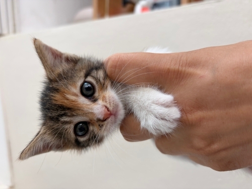 Üç renkli 🧡 (Calico) dişi yavru fotoğraf
