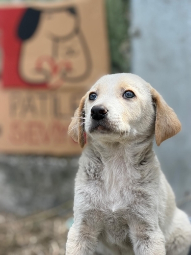Jolly için yuva🐶🐾 fotoğraf