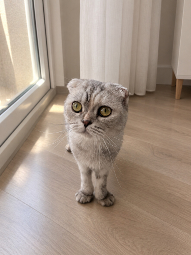Sevecen kızımıza acil yuva arıyoruz fotoğraf