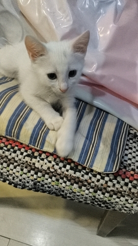 Yavru 3 aylık kedi fotoğraf