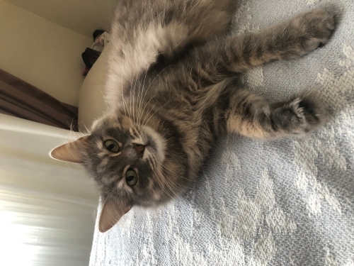 Uzun tüylü kısır dişi kedi fotoğraf