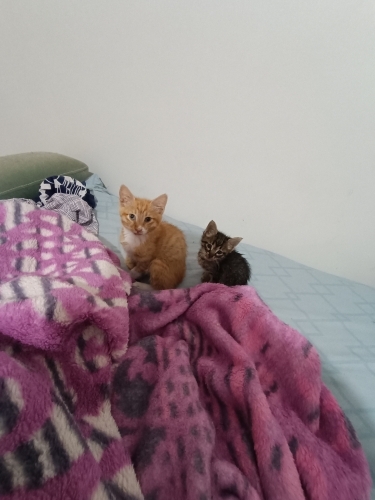 Çok oyuncu cok sevecen fotoğraf